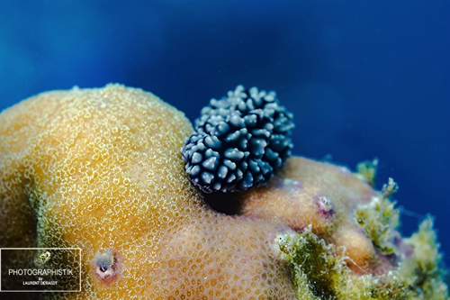 2012 PHILIPPINES - Moalboal
Nudibranche 2012 PHILIPPINES - Moalboal
Nudibranche